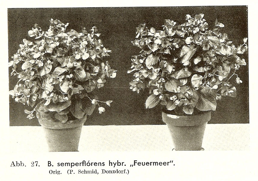 B. ‘Feuermeer’
